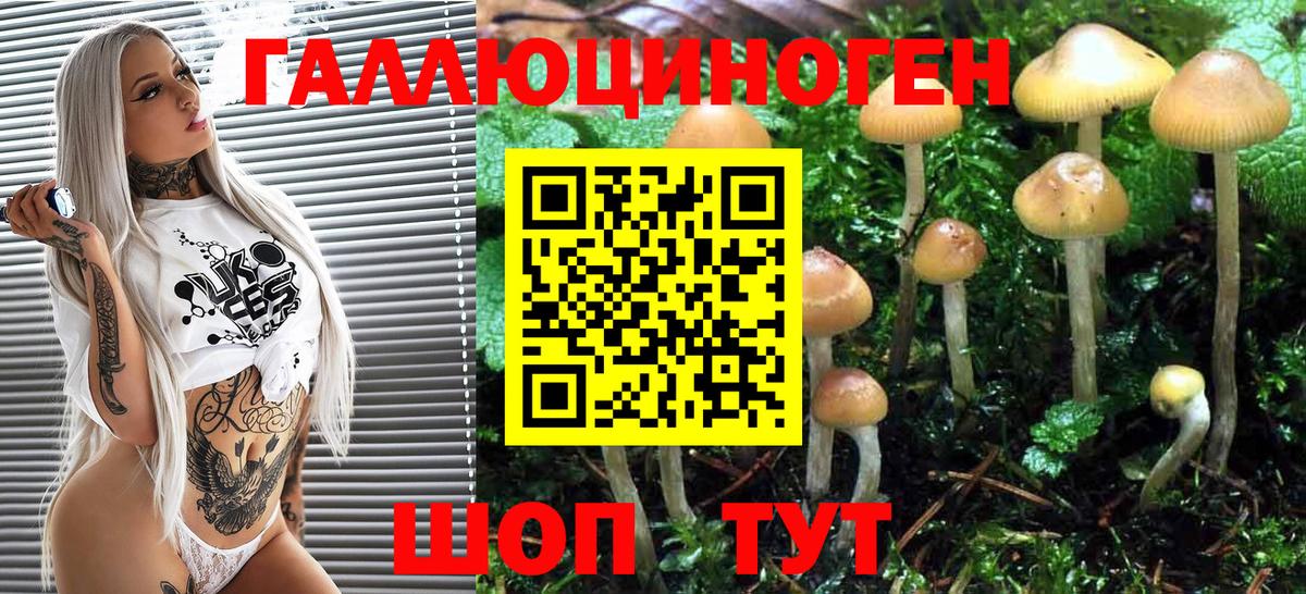 Псилоцибиновые грибы Psilocybe Майский